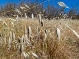 Avena sterilis. Верхушки соплодий-метёлок. Греция, Эгейское море, о. Сирос, окр. пос. Фабрика (Φάμπρικα), заросший приусадебный участок. 20.04.2021.