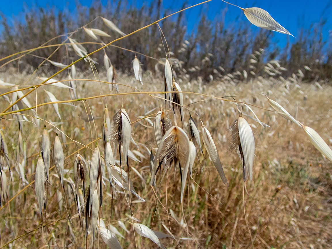 Изображение особи Avena sterilis.