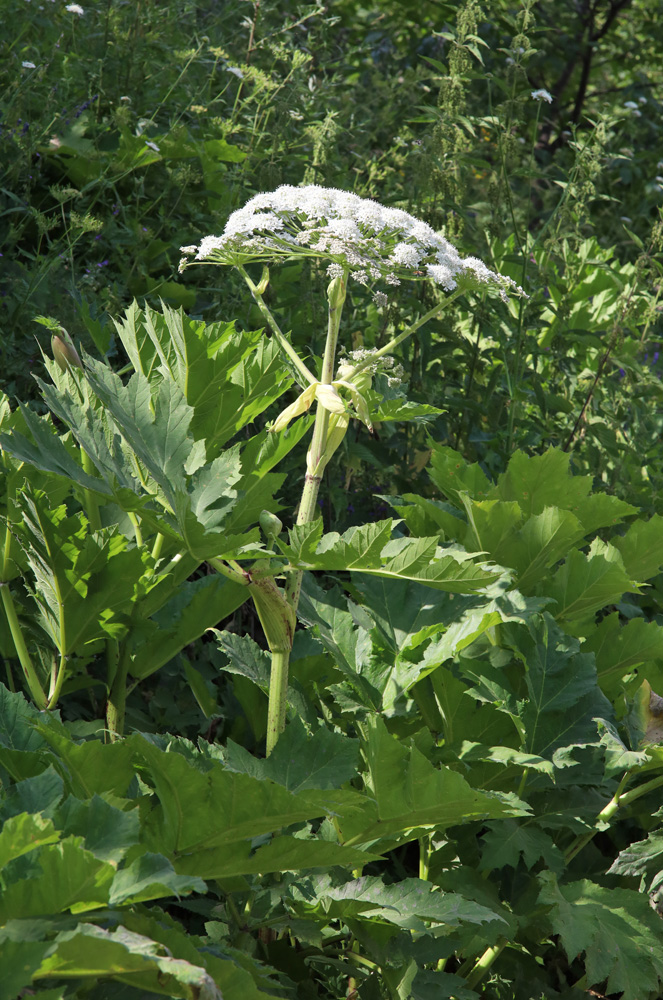 Image of Heracleum sosnowskyi specimen.