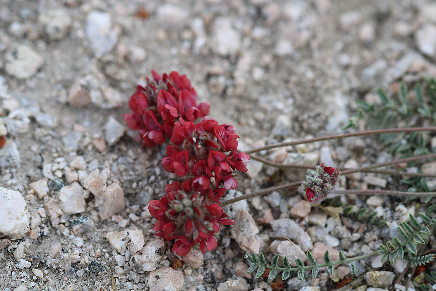 Image of Oxytropis arassanica specimen.