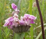 Phlomoides pratensis. Соцветие. Юго-восточный Казахстан, хр. Кетмень, 6 августа 2007 г.