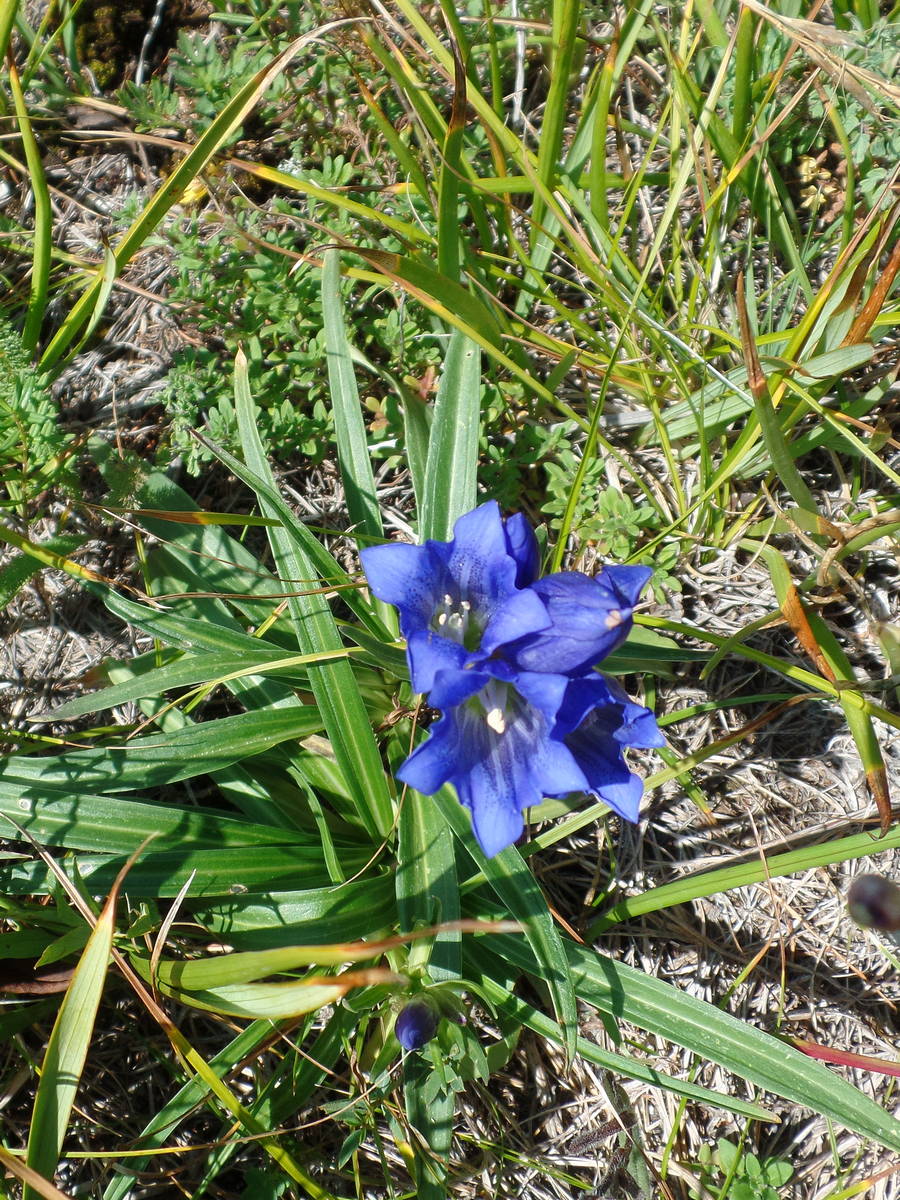 Изображение особи Gentiana decumbens.