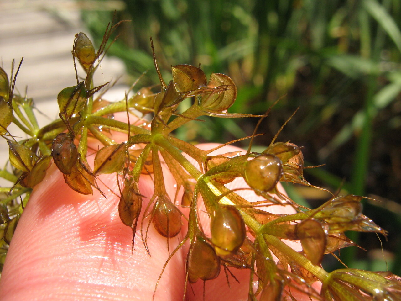 Image of Aldrovanda vesiculosa specimen.