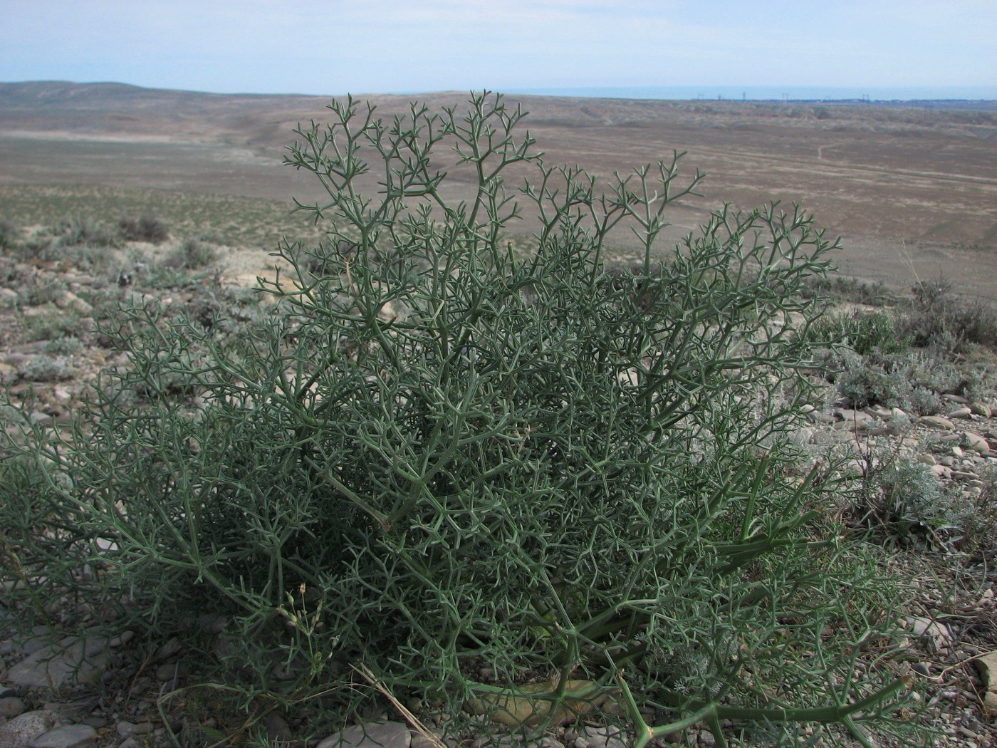 Image of Bilacunaria caspica specimen.