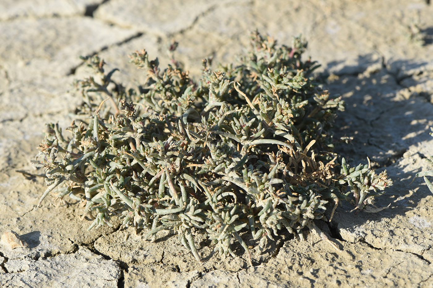 Image of Petrosimonia oppositifolia specimen.