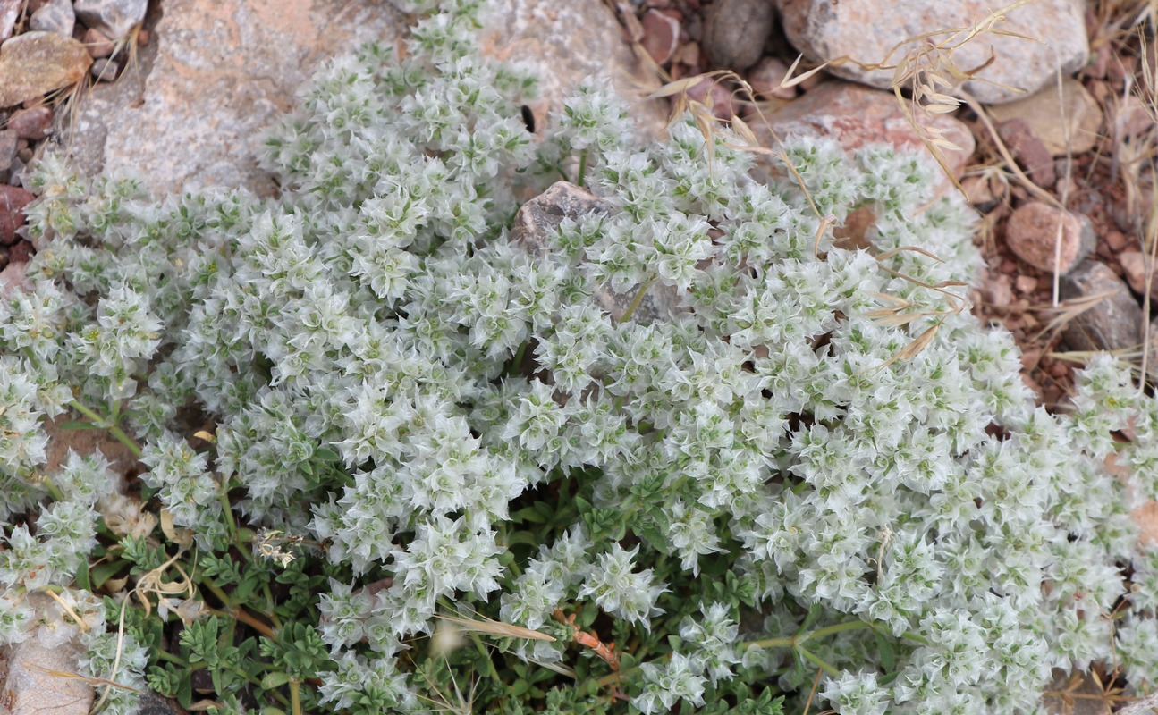 Image of Paronychia kurdica specimen.