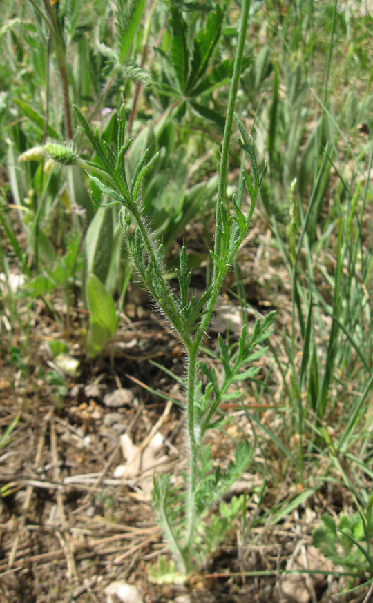 Image of Papaver albiflorum specimen.