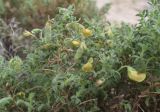 Ononis natrix ssp. ramosissima