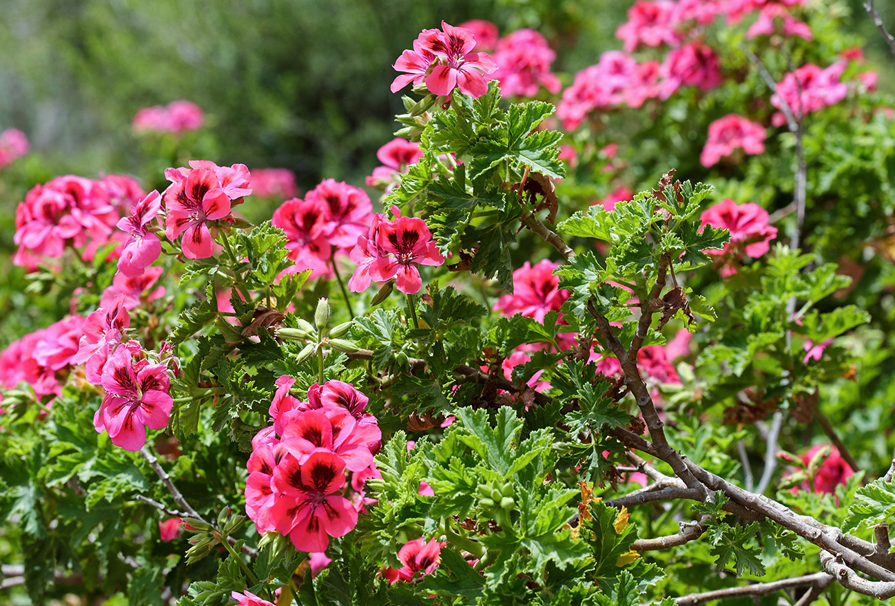 Image of Pelargonium &times; dumosum specimen.