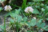 Trifolium bonannii