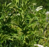 Sambucus ebulus