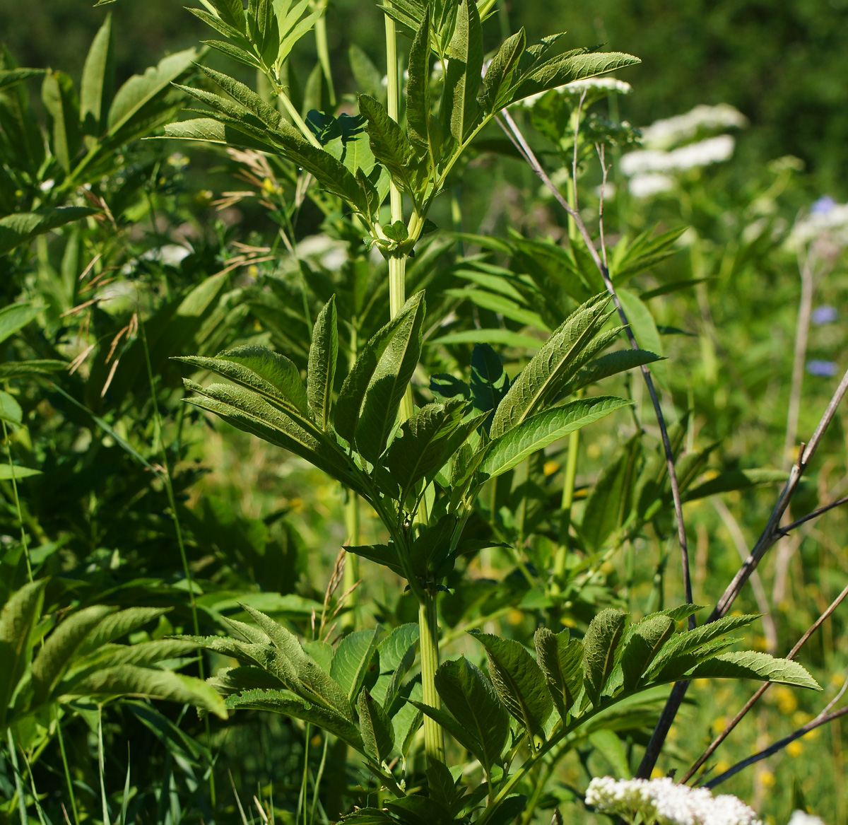 Изображение особи Sambucus ebulus.