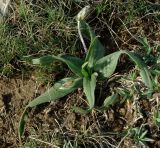 Plantago dubia