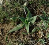 Plantago dubia. Цветущее растение на известняке, 1850 м н.у.м. Азербайджан, Дашкесанский р-н, с. Хачбулак. 16.04.2010.