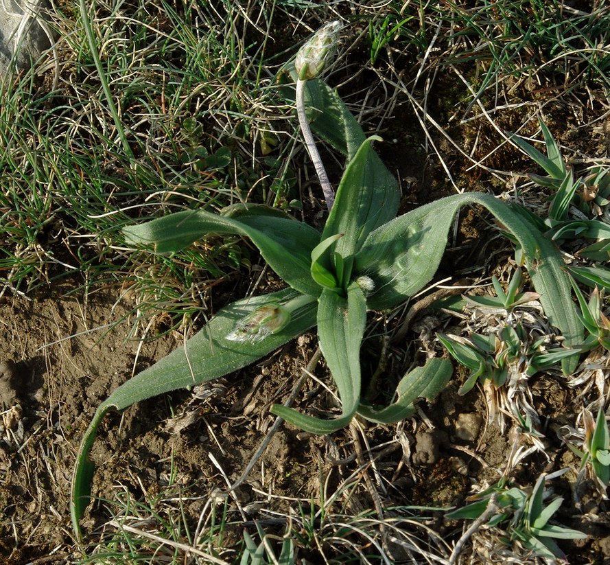 Image of Plantago dubia specimen.