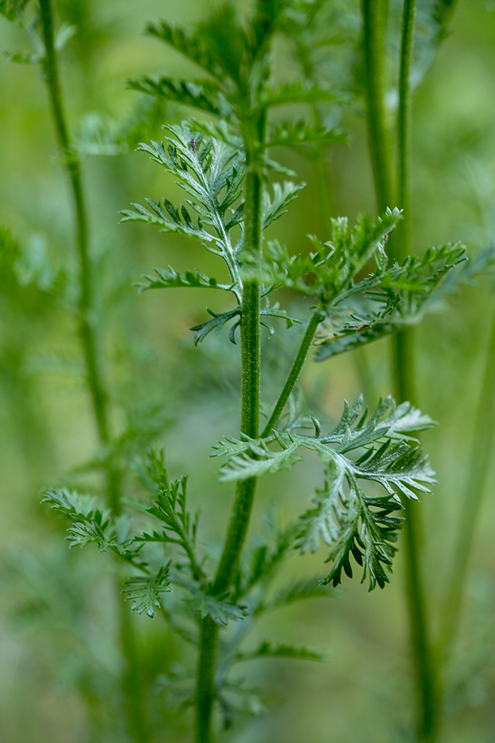 Image of Anthemis melanoloma specimen.