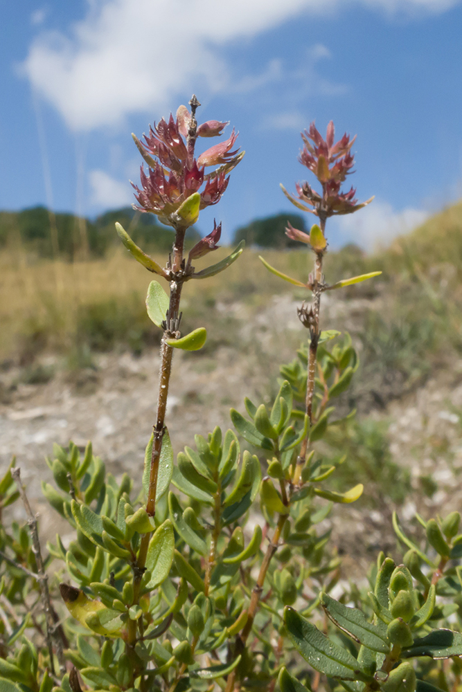 Изображение особи Thymus pulchellus.