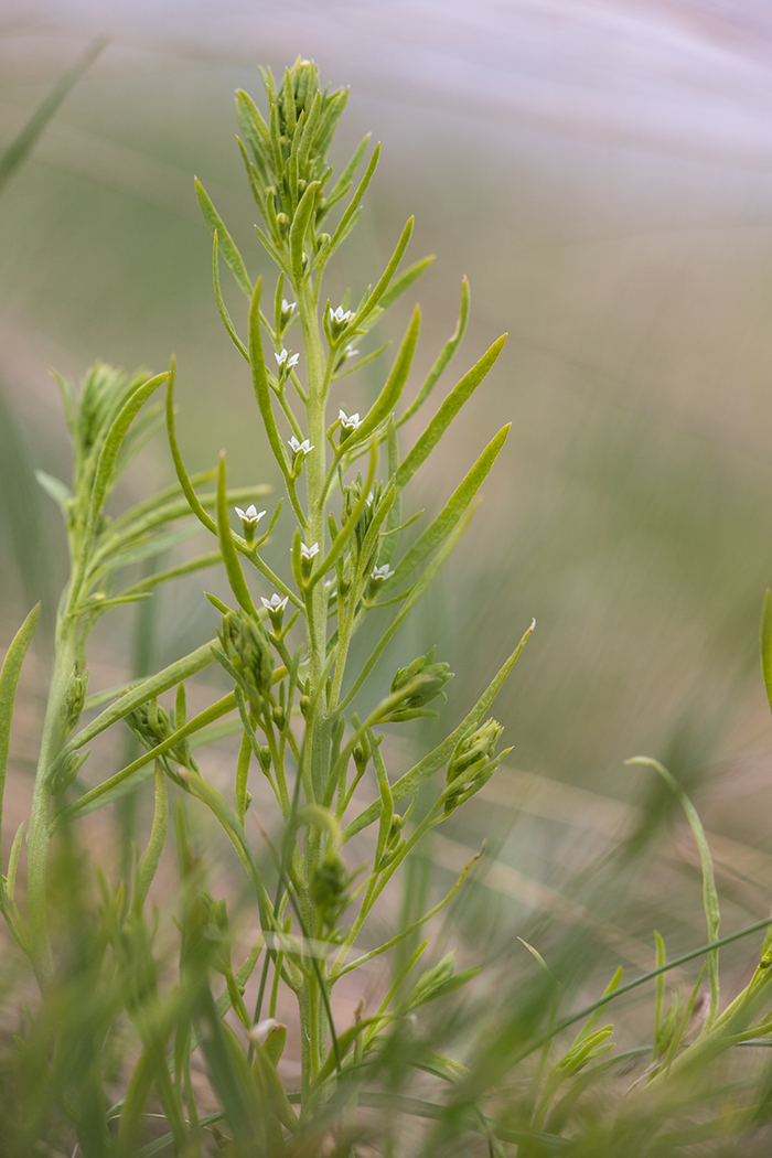 Изображение особи Thesium ramosum.