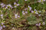 Neotorularia contortuplicata. Цветущее растение с завязавшимися плодами. Калмыкия, Целинный р-н, окр. села Троицкое, балка Каменная, глинистый склон. 17.04.2022.