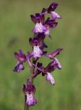 Anacamptis morio ssp. caucasica