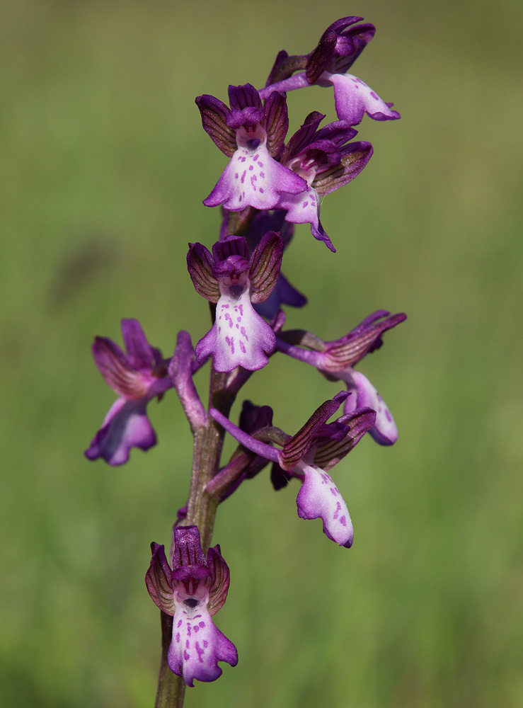 Image of Anacamptis morio ssp. caucasica specimen.