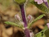 Ajuga multiflora. Часть побега с бутонами (светлая форма). Приморский край, Уссурийский гор. округ, окр. с. Монакино, поляна в широколиственном лесу. 15.05.2022.