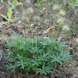 Pulsatilla patens