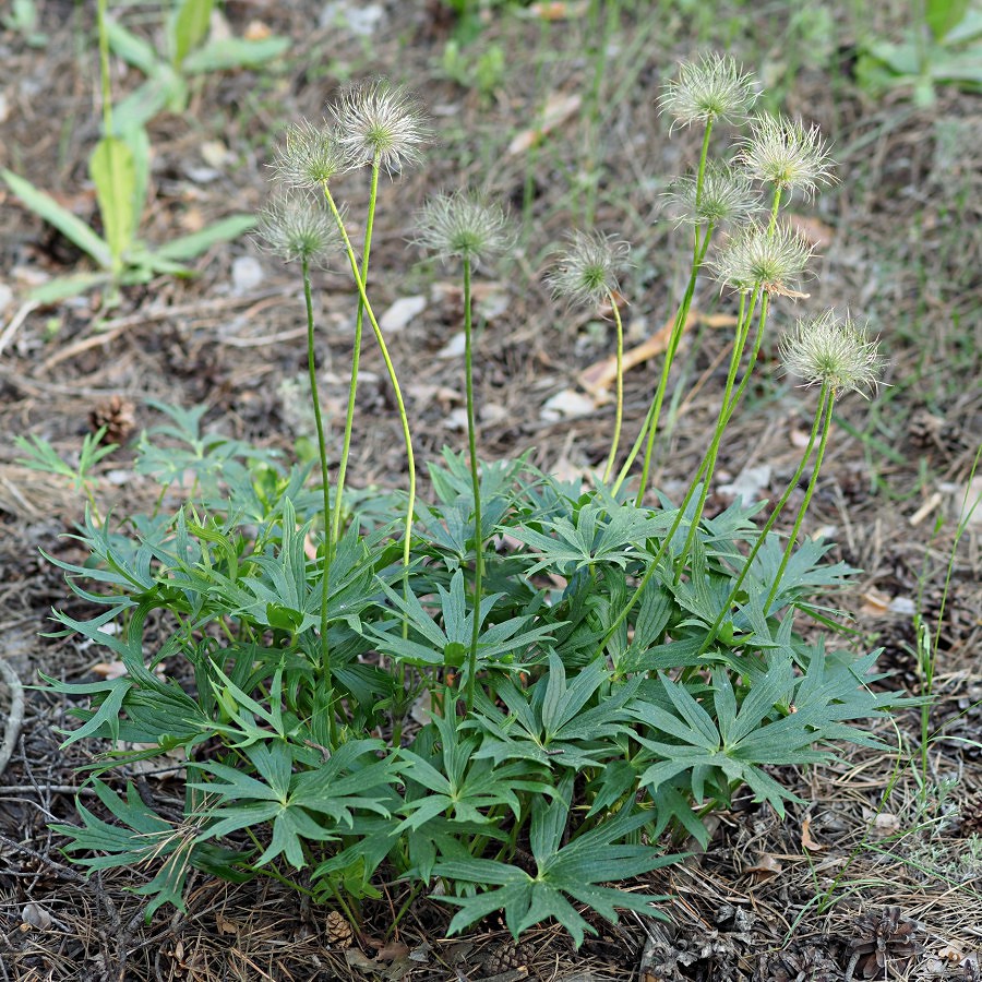 Image of Pulsatilla patens specimen.