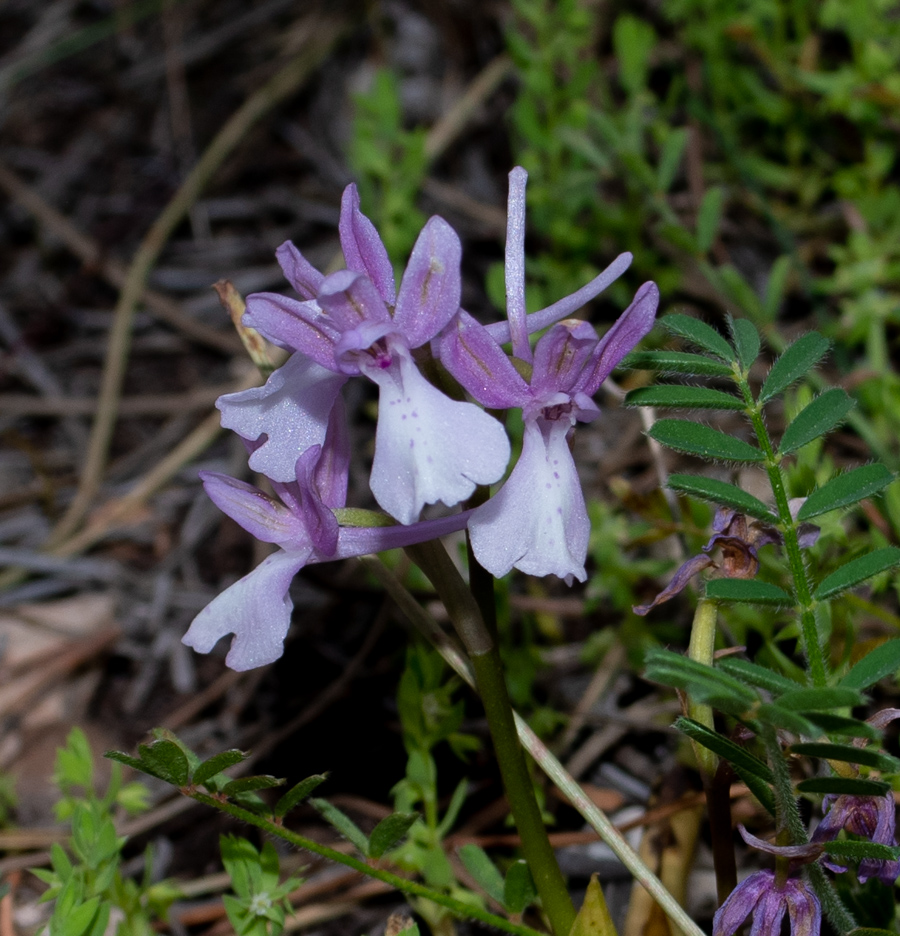 Image of Orchis anatolica specimen.