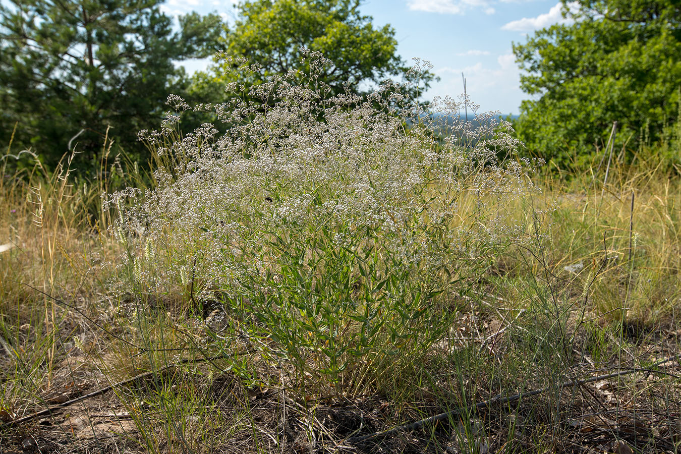 Изображение особи Gypsophila paniculata.