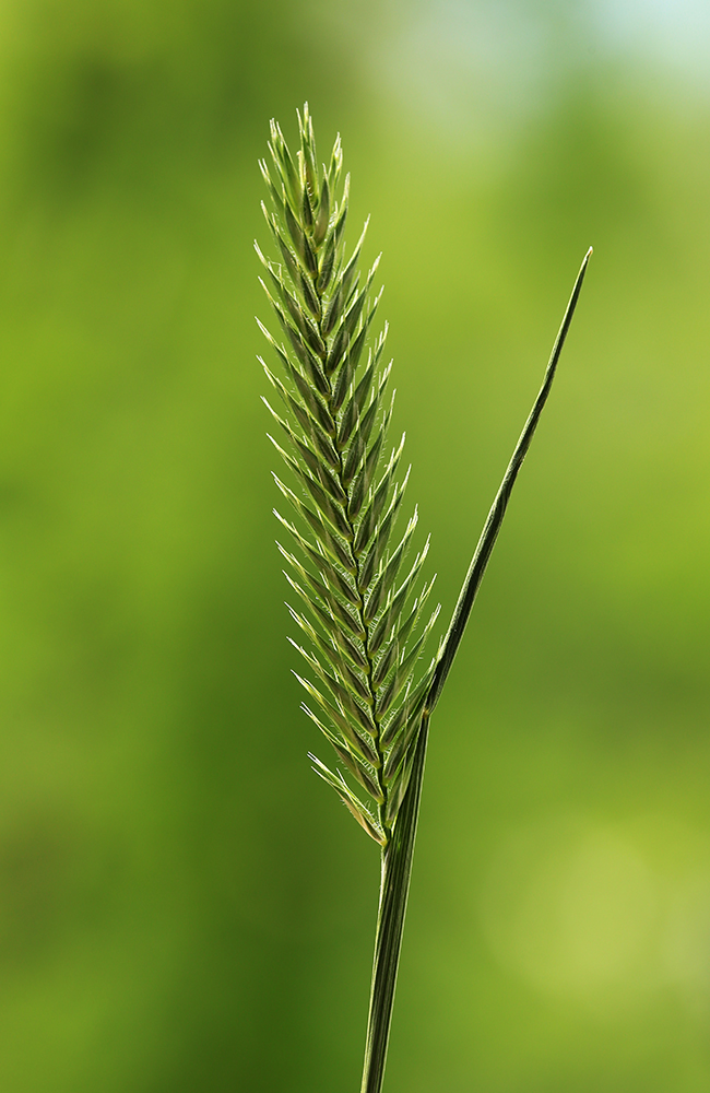 Image of Agropyron pectinatum specimen.