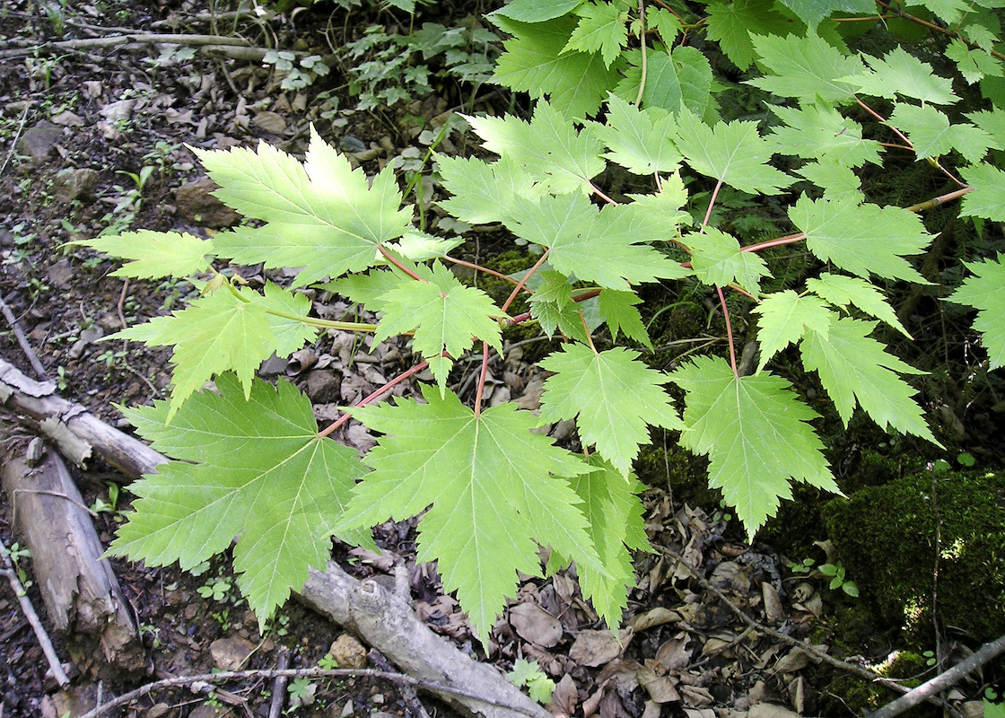 Image of Acer barbinerve specimen.