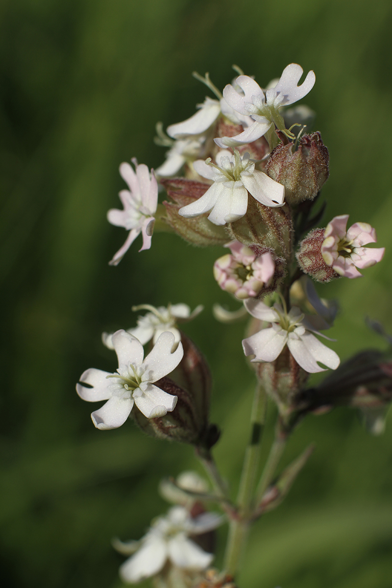 Изображение особи Silene amoena.