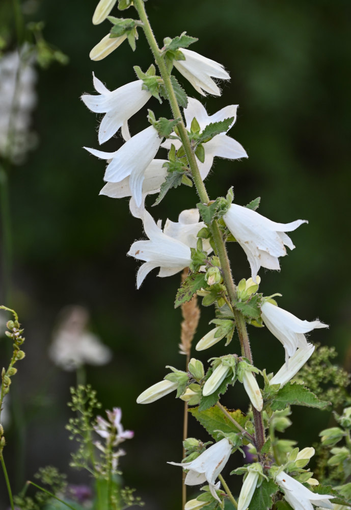 Image of Campanula alliariifolia specimen.