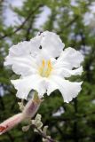 genus Catophractes. Цветок. Намибия, обл. Кунене, р-н Эпупа, окр. пос. Эпупа; горы Гартмана, дол. р. Кунене. 18.01.2010.