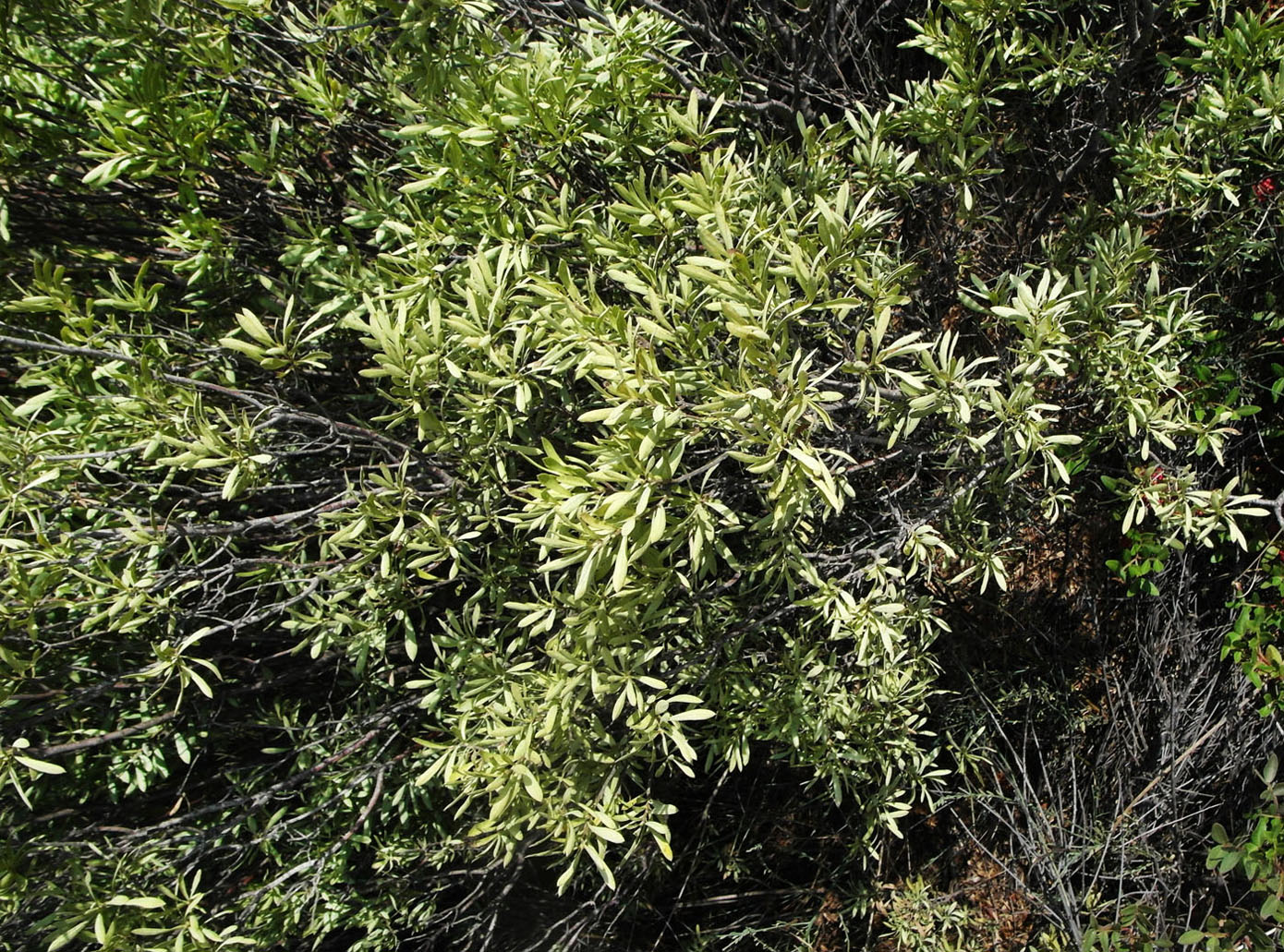 Image of Daphne gnidioides specimen.