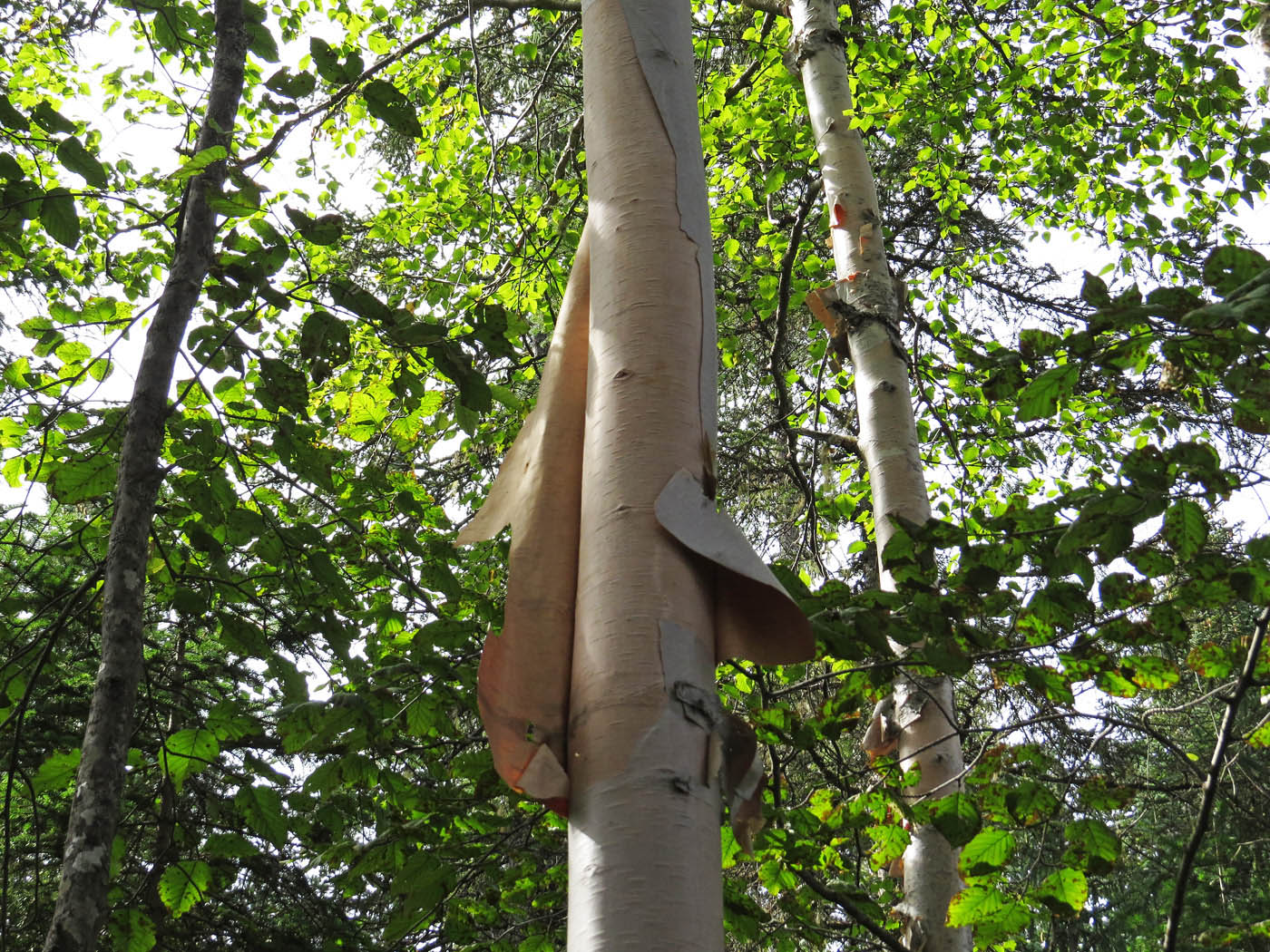 Изображение особи Betula costata.