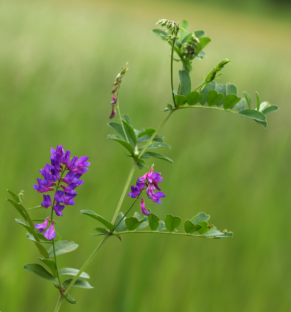 Image of Vicia amoena specimen.