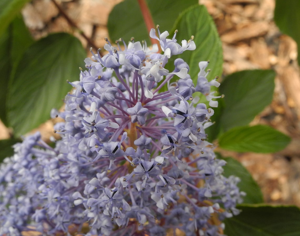 Изображение особи Ceanothus × delileanus.