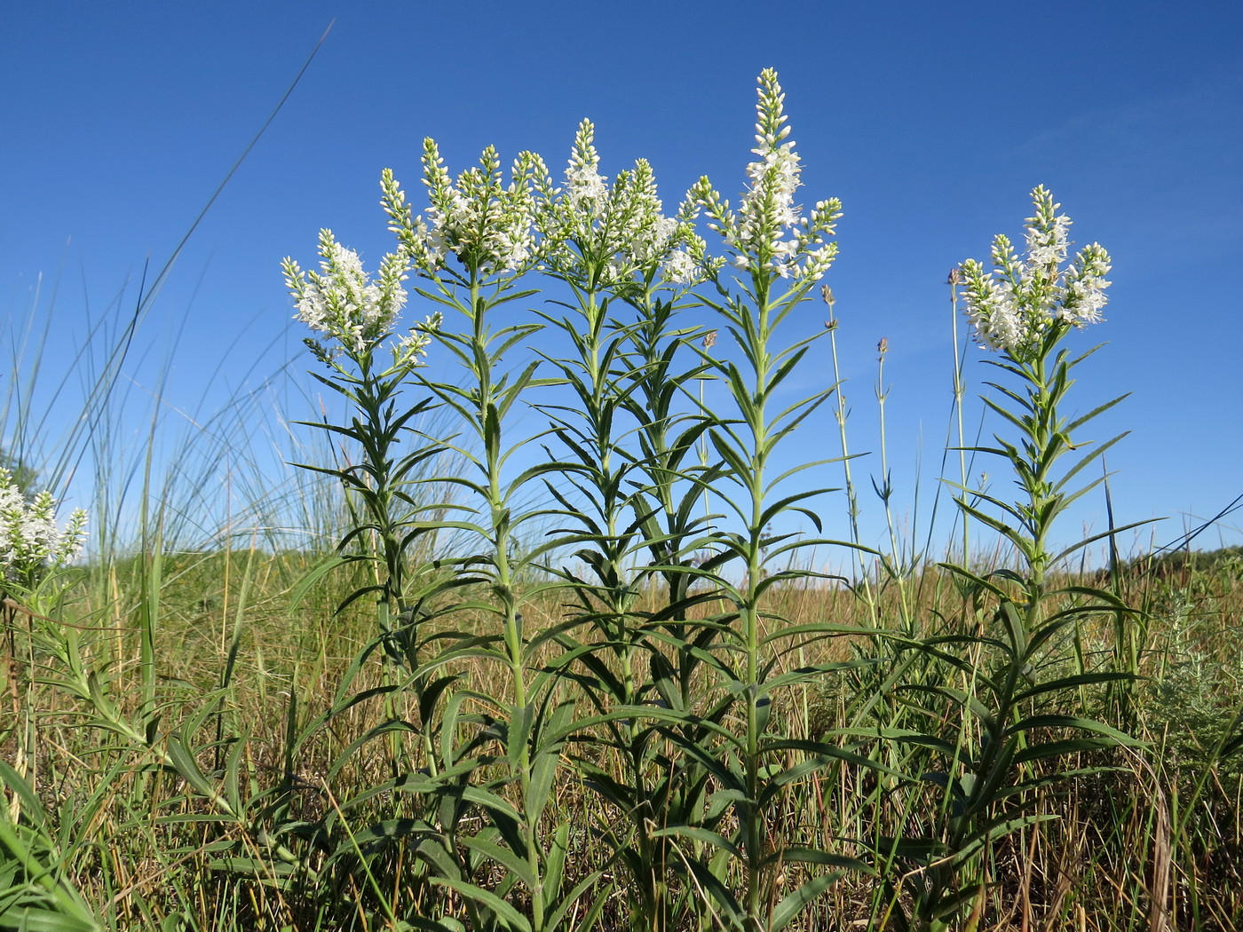 Image of Veronica spuria specimen.