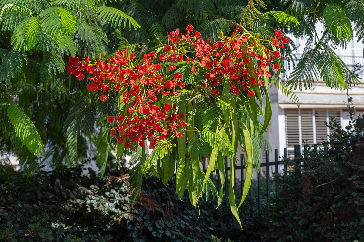 Изображение особи Delonix regia.