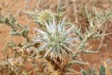 Echinops leucographus