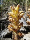 Orobanche gigantea. Цветущее растение. Казахстан, Южно-Казахстанская обл., Сырдарья-Туркестанский государственный региональный природный парк, Боралдайский филиал, ≈ 750 м н.у.м., каменистый склон. 21.05.2018.