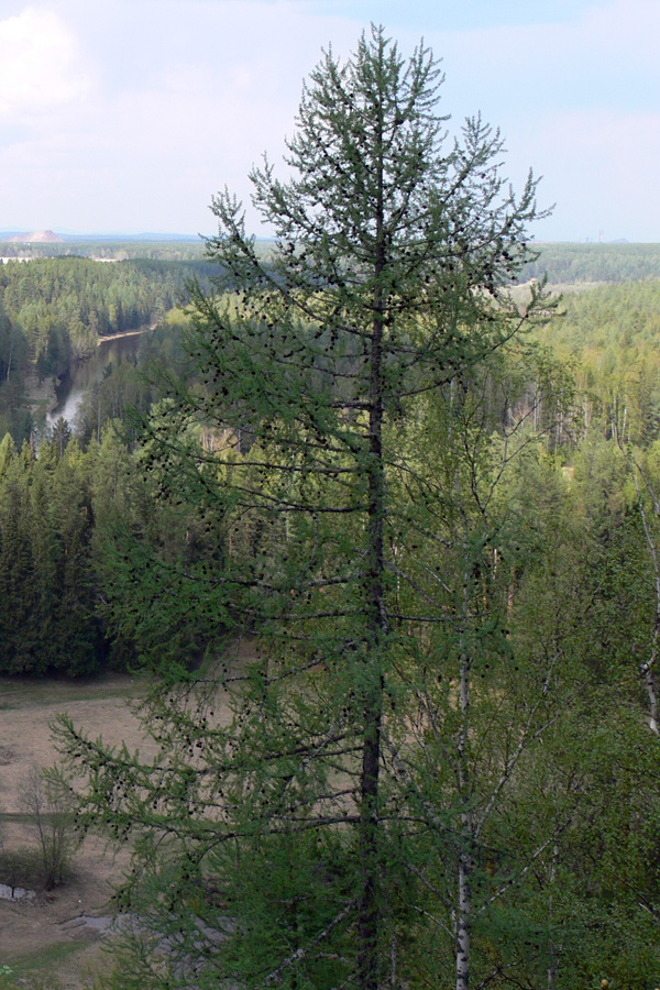 Image of Larix sukaczewii specimen.