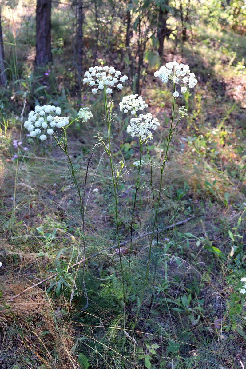 Image of Seseli annuum specimen.