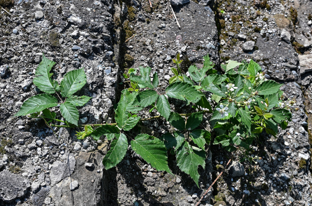 Изображение особи род Rubus.