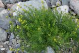 Galium pamiro-alaicum