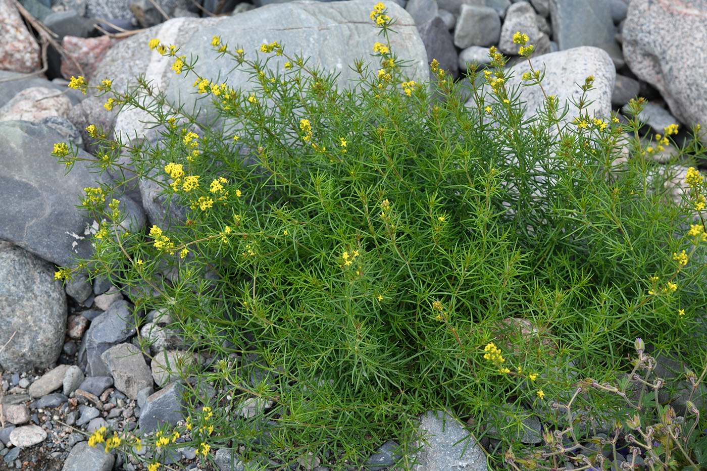 Image of Galium pamiro-alaicum specimen.