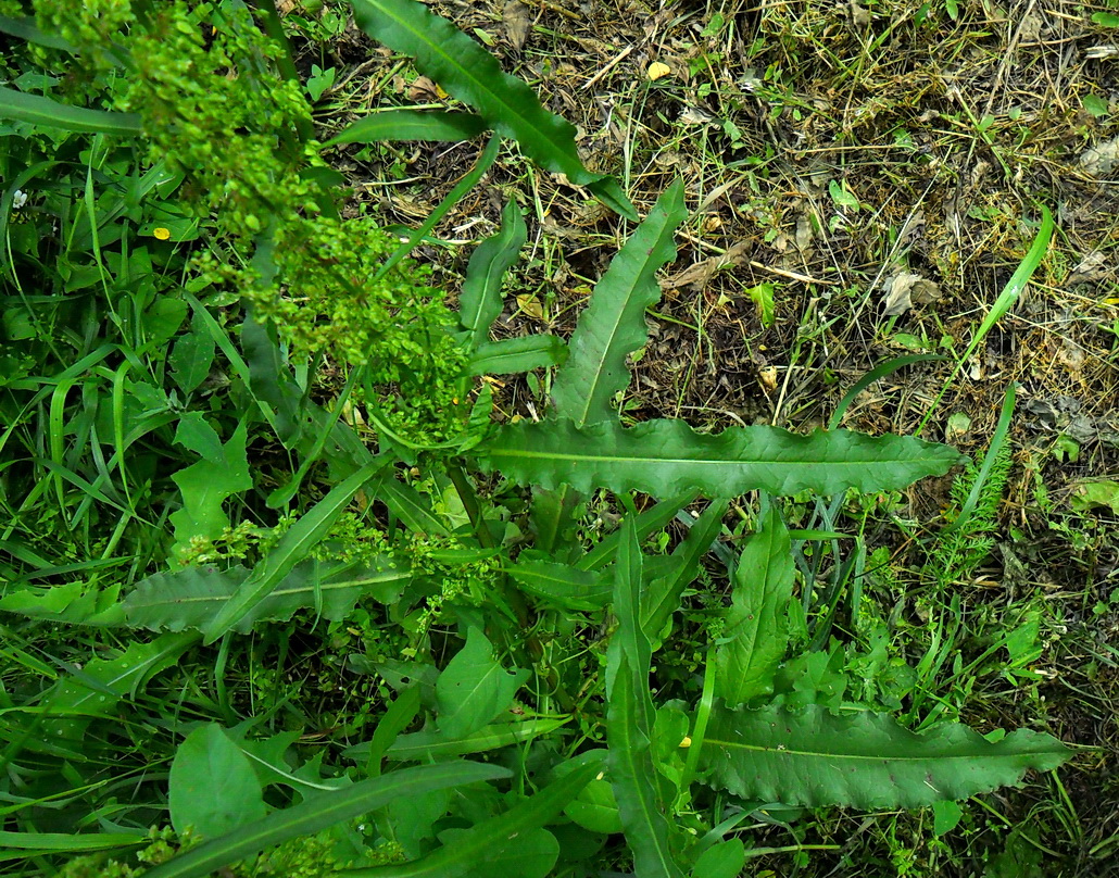 Image of Rumex stenophyllus specimen.