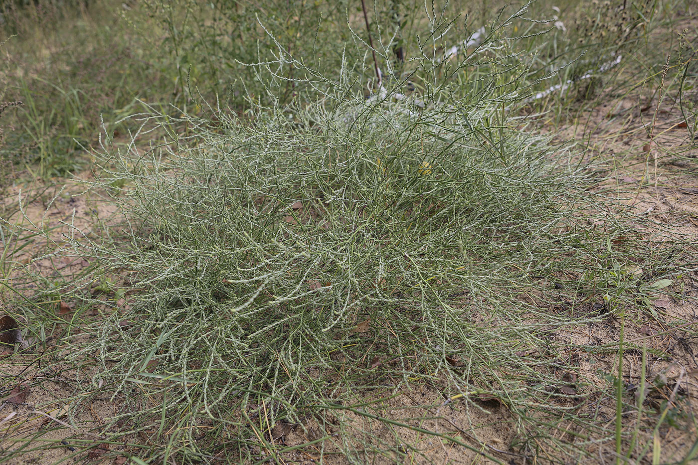 Image of Corispermum hyssopifolium specimen.